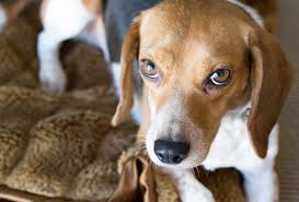 Southwest Other Airlines in Banning Emotional Support Animals