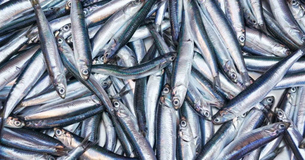 Balancing Standard Fish Meal to Get Maximum Profitability From Fish Business